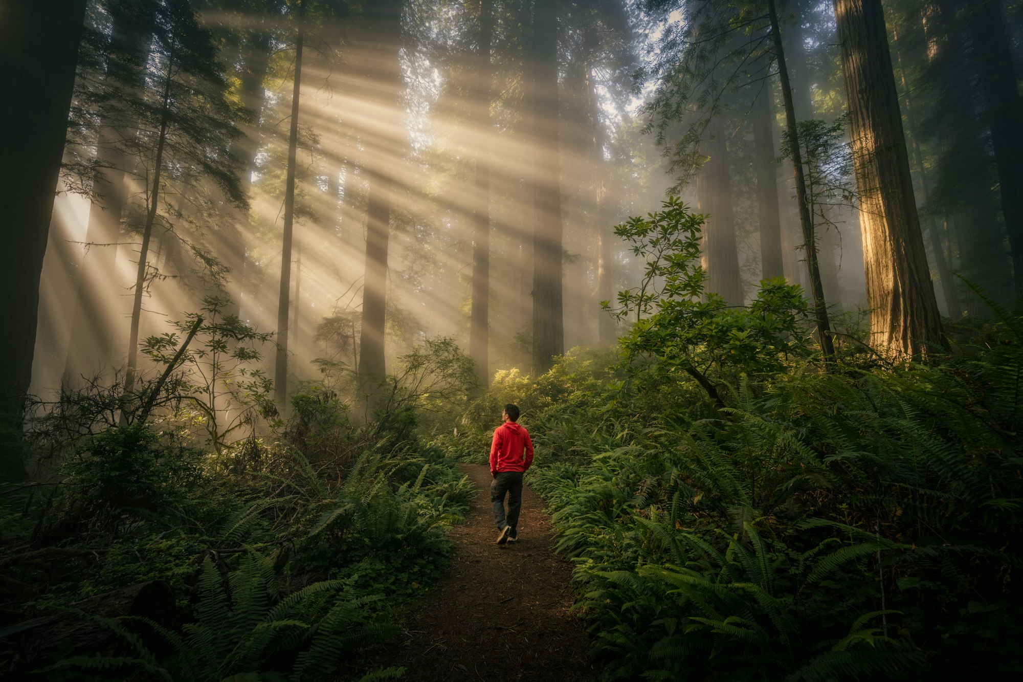 Ein Mensch geht durch einen Wald, durch den Sonnenstrahlen im Morgennebel fallen